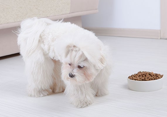 Best Dry Dog Food