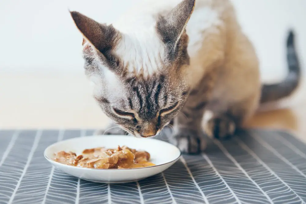 best sensitive stomach cat food
